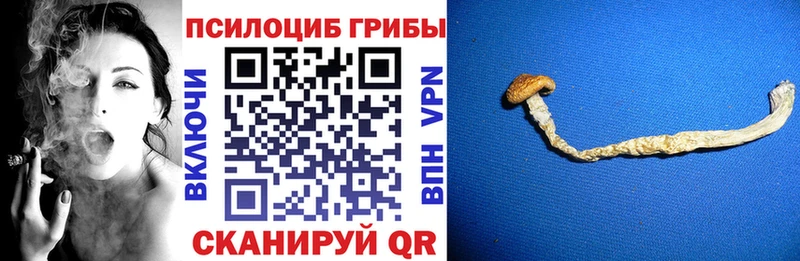 Псилоцибиновые грибы Psilocybine cubensis  Купить  Кедровый 